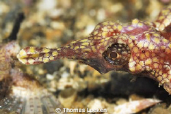 found in Lembeh; D200 by Thomas Lueken 